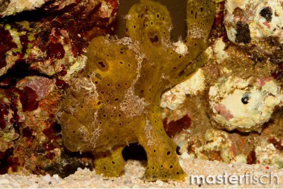 Yellow Fishing Frogfish