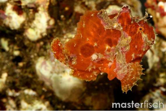 Orange frogfish