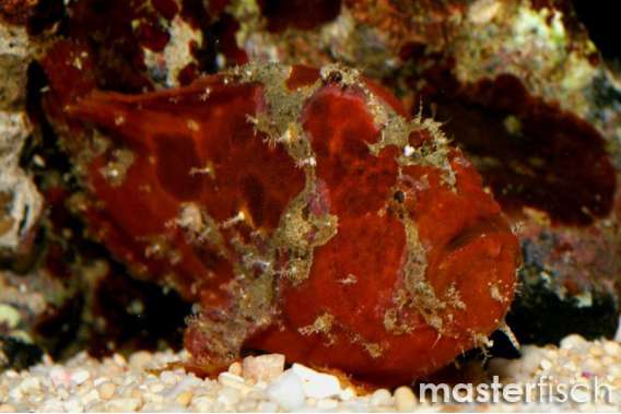 Red frogfish
