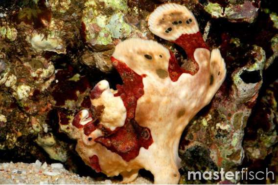 Warty Frogfish (Colorful)