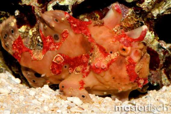 Frogfish