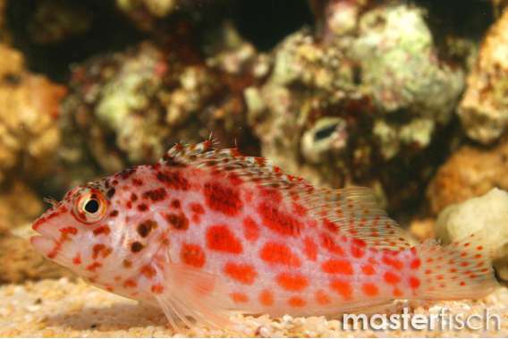 Pixy Hawkfish