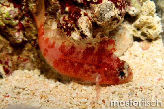 Soaring Hawkfish