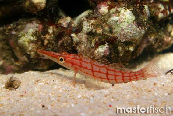 Longnose hawkfish