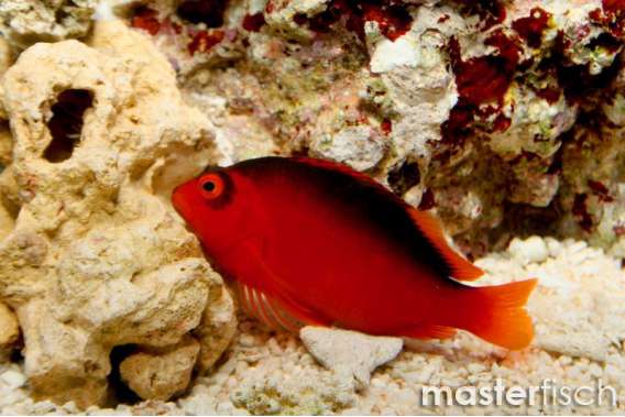 Flame hawkfish