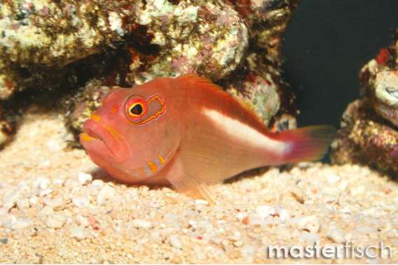 Arc-eye hawkfish