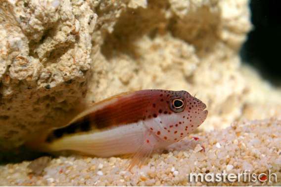 Blackside hawkfish