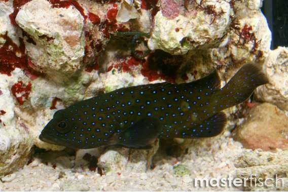 Peacock Grouper