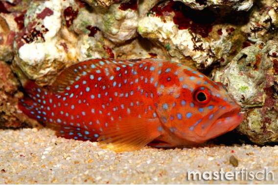 Coral Grouper