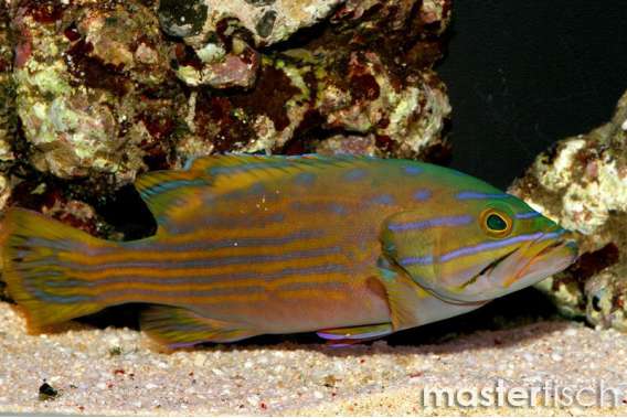 Harlequin Hind Grouper