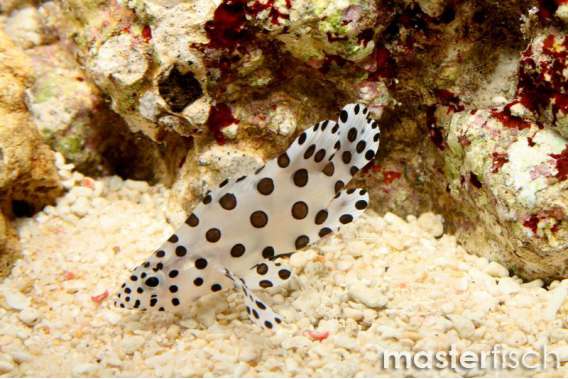 Panther Grouper
