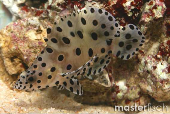 Panther Grouper (bred)