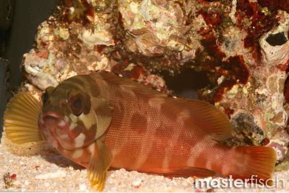 Blacktip grouper