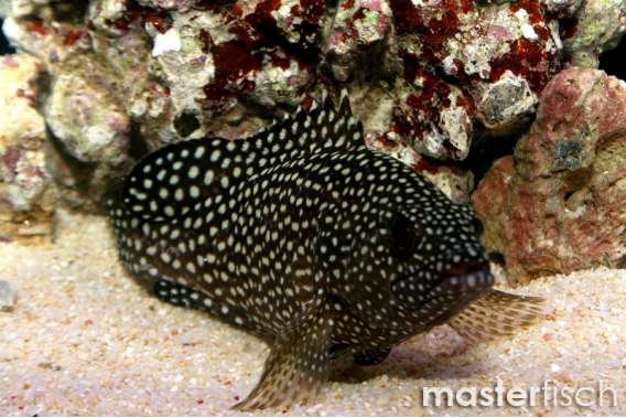 White-streaked grouper