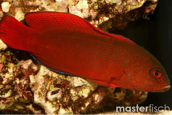 Darkstriped Dottyback