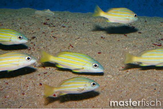 Bluelined Snapper