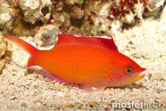 Peach fairy basslet