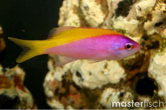 Yellowback anthias
