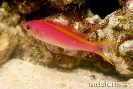Purple Queen Anthias (Female - Yellowlined)