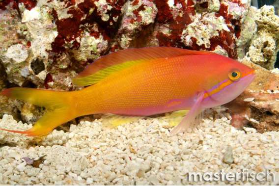 Threadfin anthias