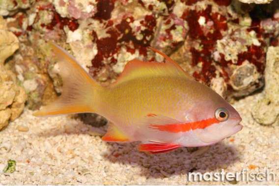 Redcheek Anthias