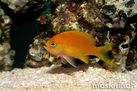 Squarespot Anthias Female
