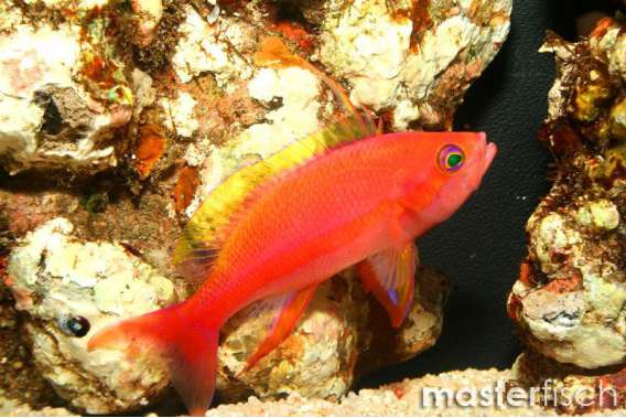 Randal's Anthias Female