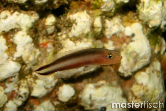 Double-striped Dottyback
