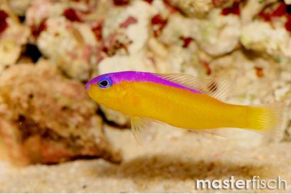 Diadema Grouper