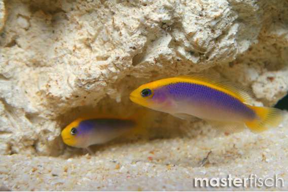 Sunrise dottyback (bred)