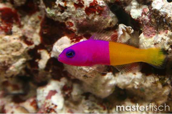 Royal Dottyback (paccagnellorum)