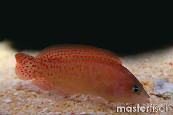 Cherry Dottyback