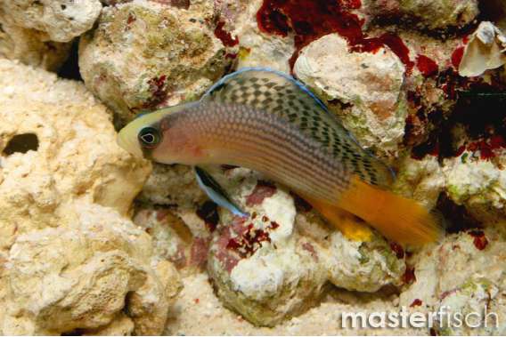 Splendid dottyback