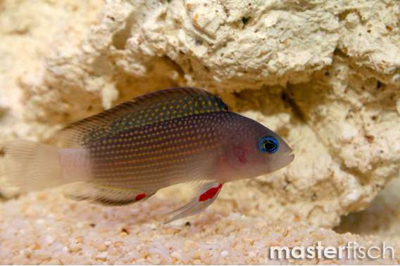 Sabah dottyback