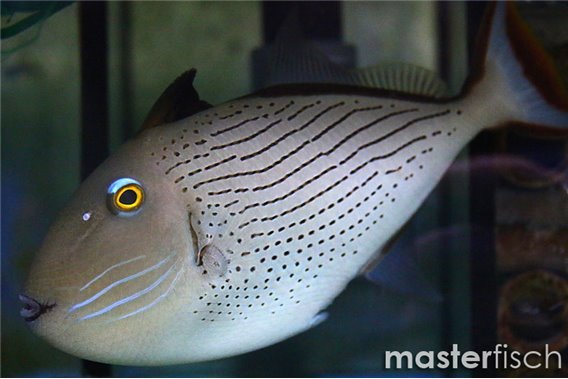 Striped Triggerfish