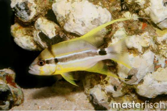 Blue-lined Seabream Adult