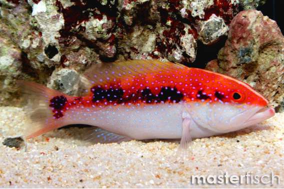 Lyretail Grouper
