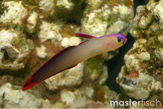 Decorated Firefish