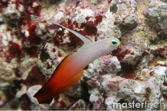 Magnifica Firefish