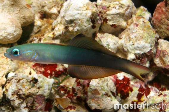 Blackfin Dartfish