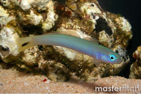 Spot-tail Dartfish
