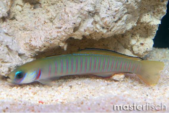 Zebra Dartfish