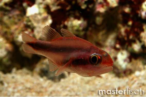 Red Ruby Cardinalfish