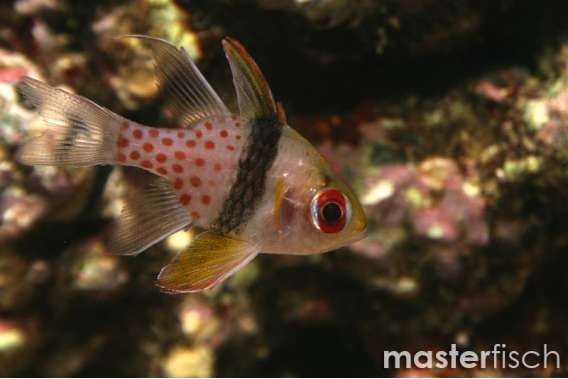 Pajama Cardinalfish