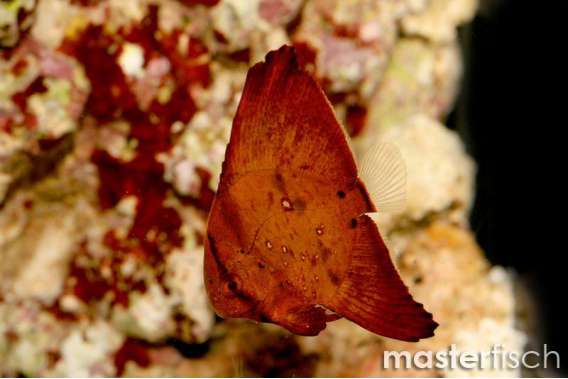 Orbiculate Batfish
