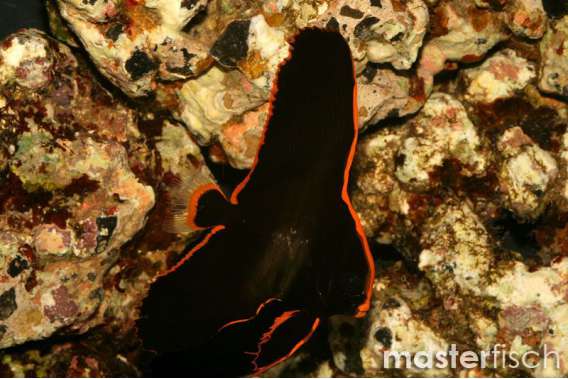 Long Finned Batfish (bred)