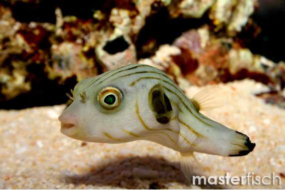 Narrow-lined puffer