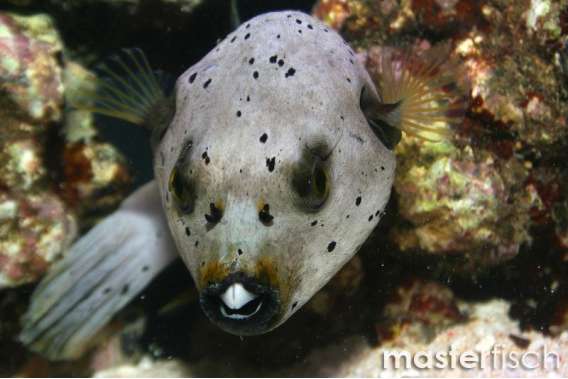 Black-spotted Puffer