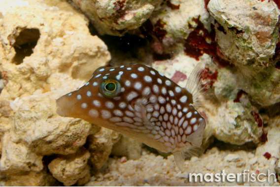 Whitespotted Toby