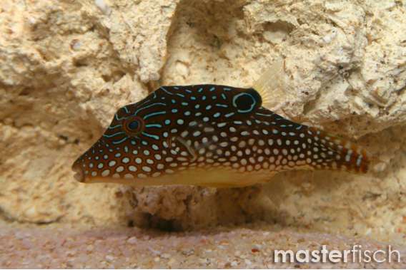 Margaritata Puffer